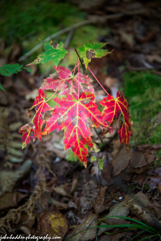Fiery red maple leaves low to the ground