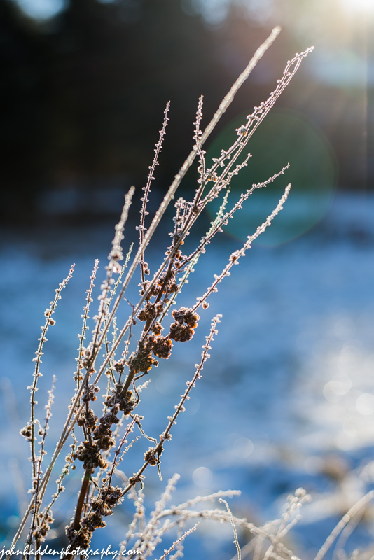 Frosted dried weeds backlit in the morning sunlight in our front field 