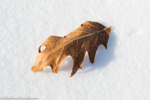 A solitary oak leaf on the snow