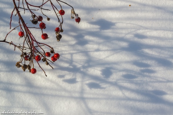 Rosehips cast shadows across snow