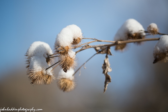 Snow-tufted burrs out by Fargo Brook