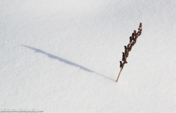 A fern seedpod pokes above the snow