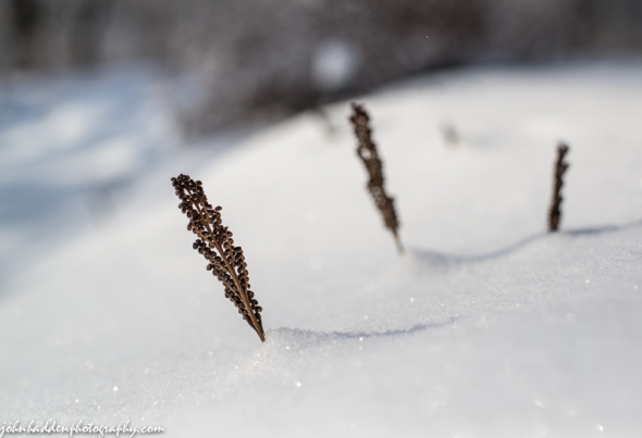 Dried fern peak above the snow