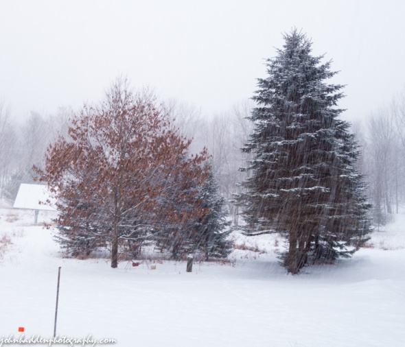 Heavy snow falling in our front yard yesterday afternoon