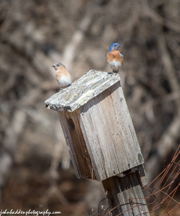 Bluebirds return to our front field!