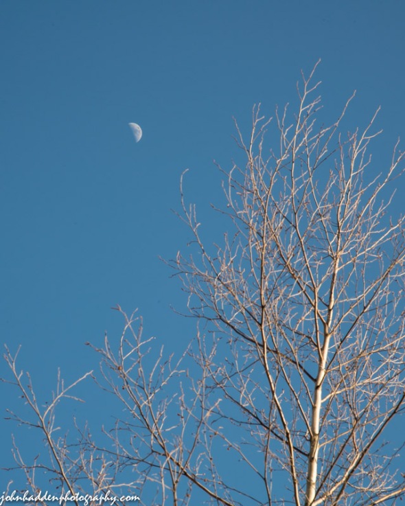 The first quarter moon in late afternoon light