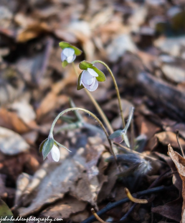 Hepatica just starting to bloom in the woods behind the house