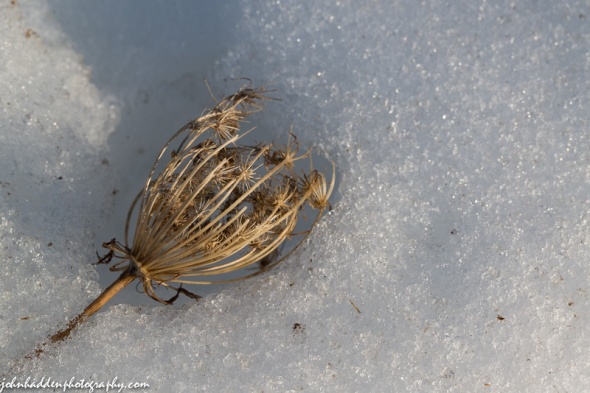 Dried Queen Ann's Lace emerges from the snow