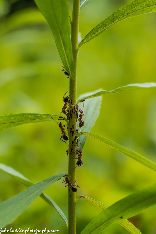 Ant aphid farming in the front field.