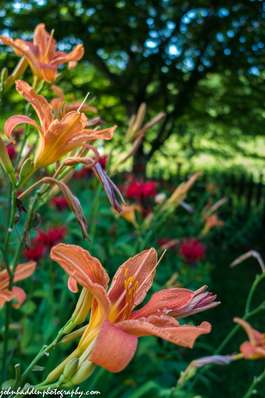 Day lilies and bee balm at the peak in our ornamental garden
