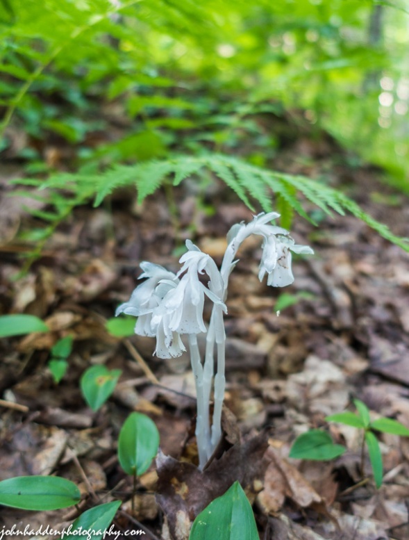 Indian Pipes blooming up in the woods