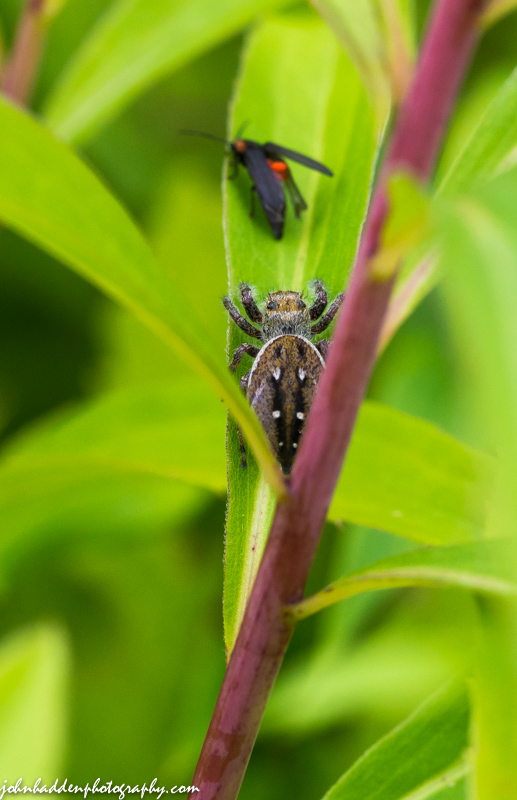 A jumping spider stalks its prey in the front field.