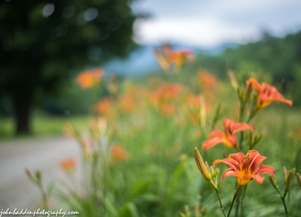 Day lilies blooming up along Texas Hill Road