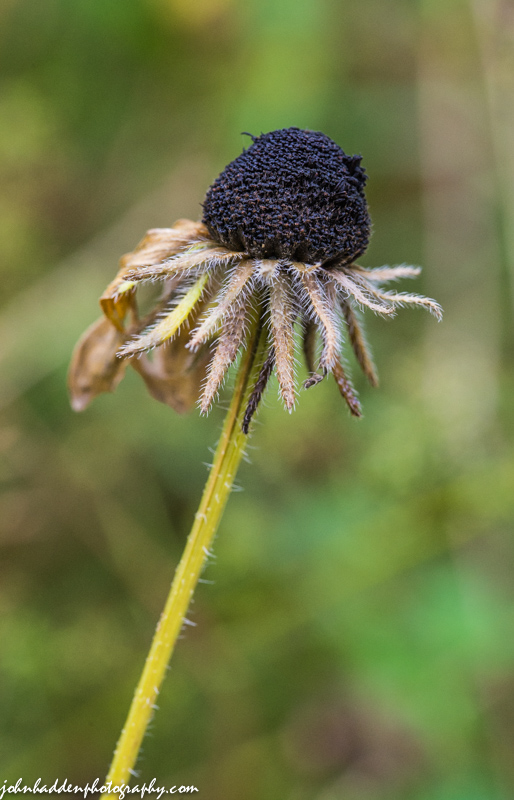 The dried eye of a black-eyed Susan