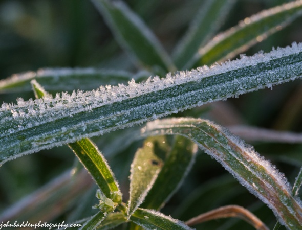 Yesterday morning's frost