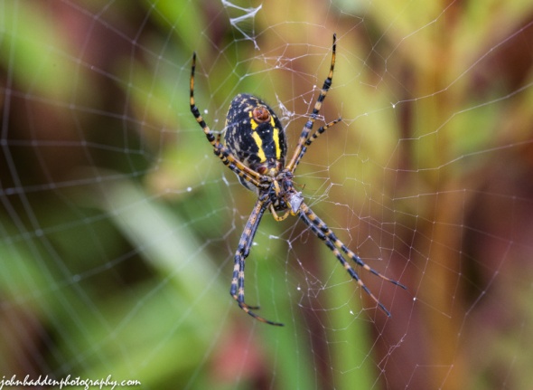 A yellow garden spider enjoys a meal in her web in the front field.