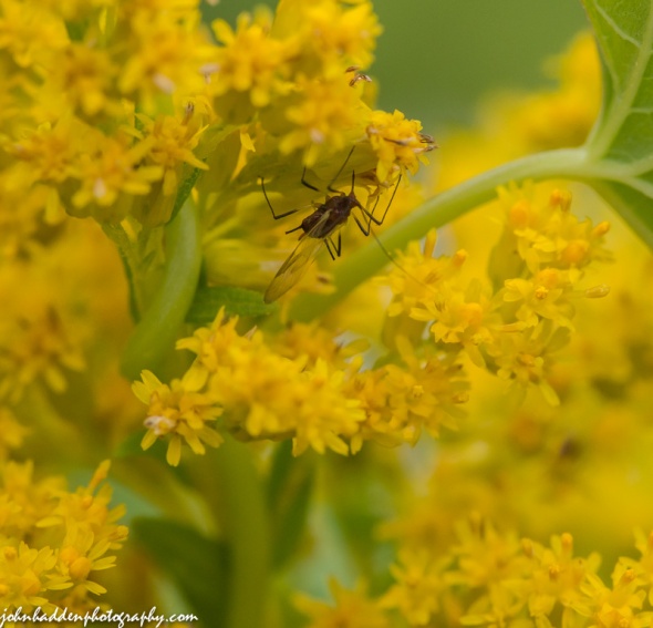 An odd little winged weevil-like bug deep in the goldenrod