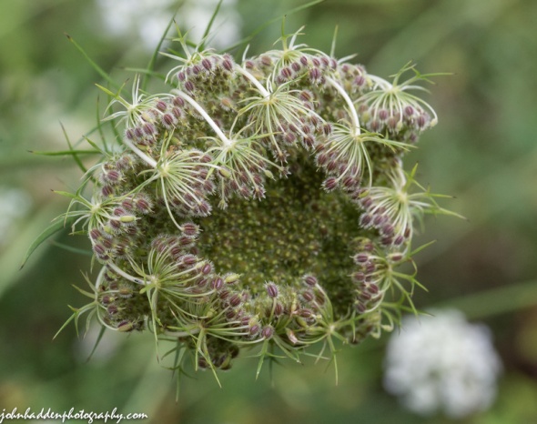 Queen Anne's lace has gone to seed in the front field