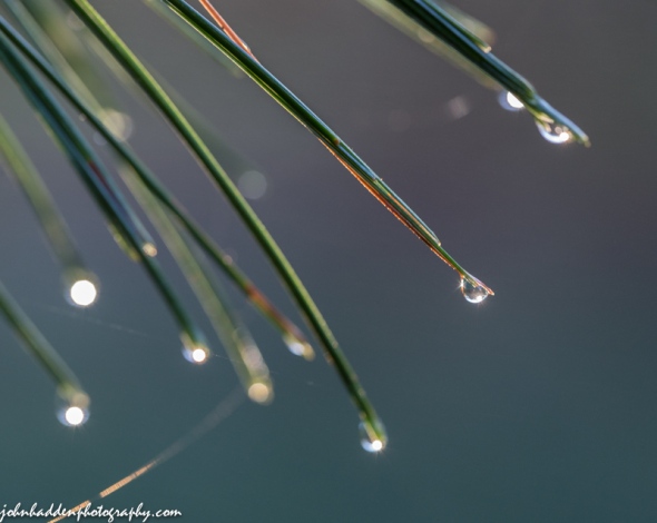 Morning dew clings to white pine needles out by the pond