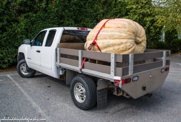 One of Kevin Companion's giant pumpkins yesterday in the Post Office parking lot.