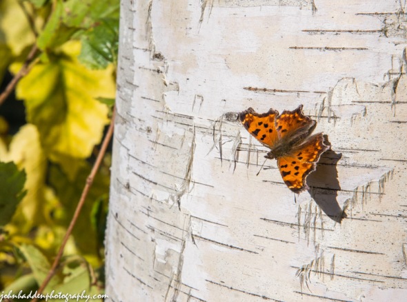 An easter comma rests briefly on a birch