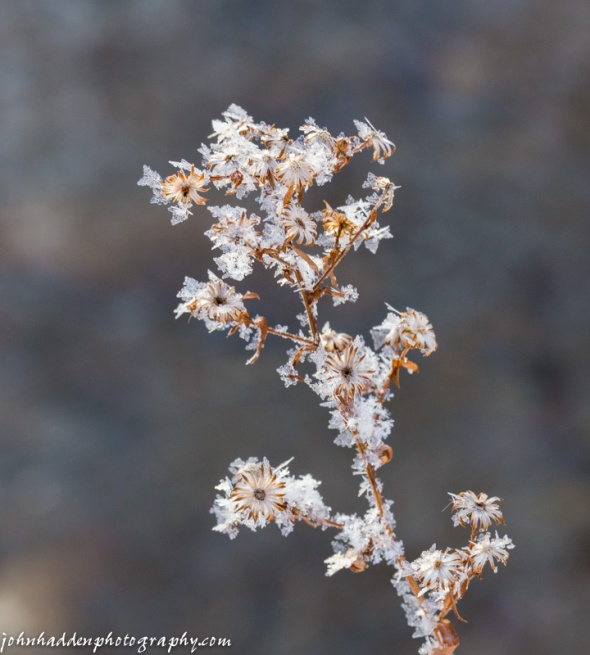 Asters flecked with frost crystals down along Fargo Brook