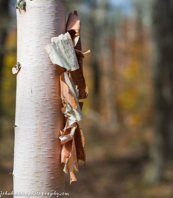 Bark curls off a paper birch...