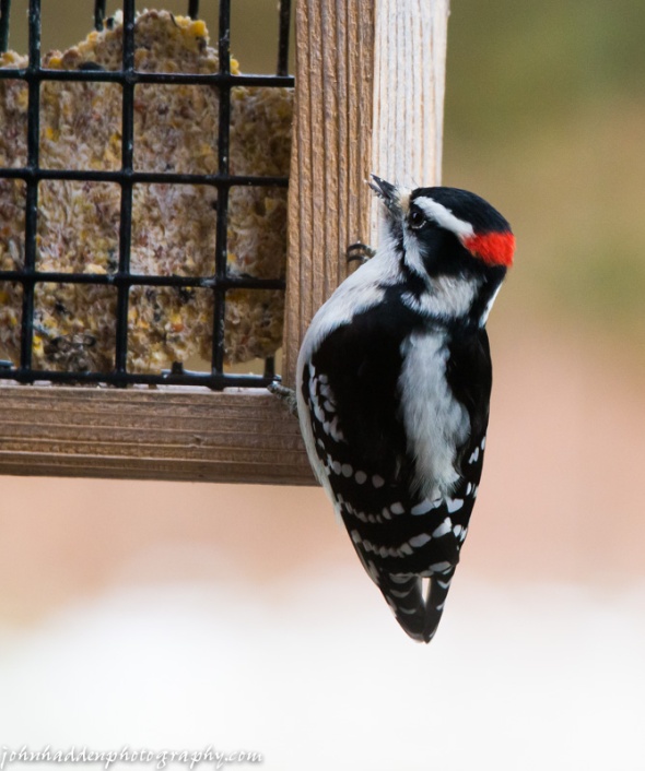 A male downy woodpecker visits the suet feeder