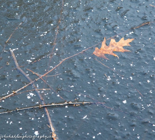 An oak leaf and twigs caught in pond ice