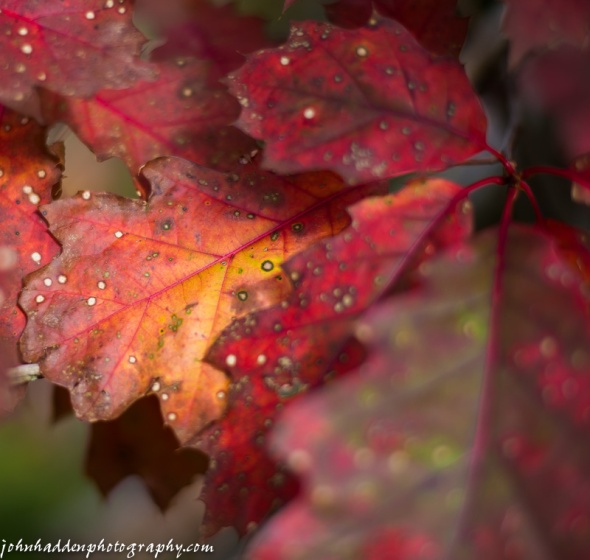 Bright red oak leaves