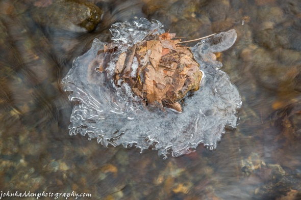 A skirt of ice around a rock and leaves in Fargo Brook