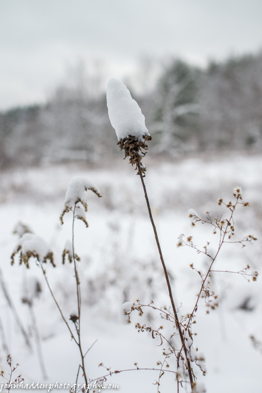 A dried steeplebush stem wears a toque of fresh snow