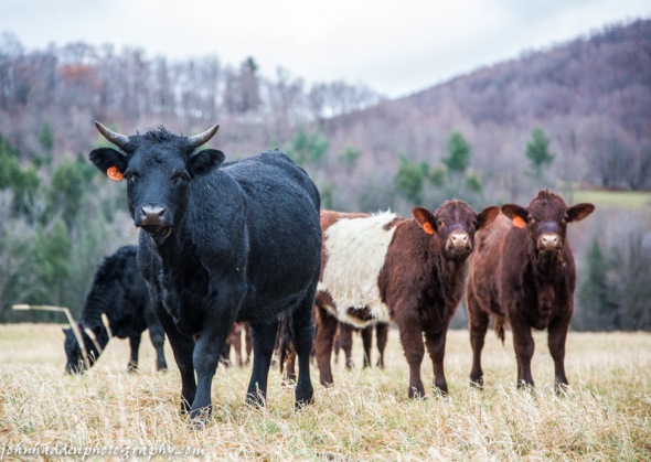 Maple Wind beef cattle pasturing down by Brewster-Peirce School