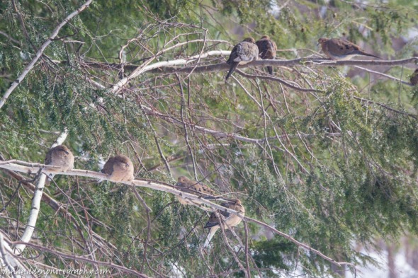 A congregation of mourning doves in the hemlock by our feeder.