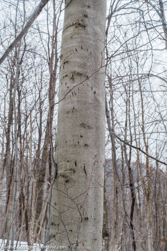 Bear claw marks on a beech tree up near Bald Hill