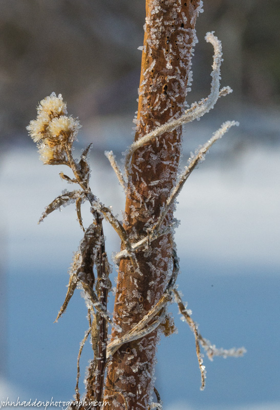 A tiny vine, dried aster stem and sumac all bejeweled with morning frost