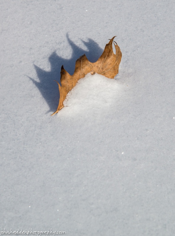 An oak leaf in the snow