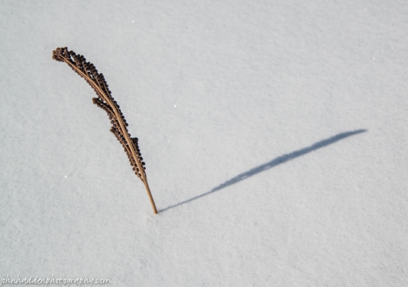 A fen seedhead peeks up from under the snow