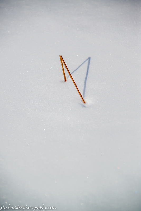 A broken stem emerges from the snow