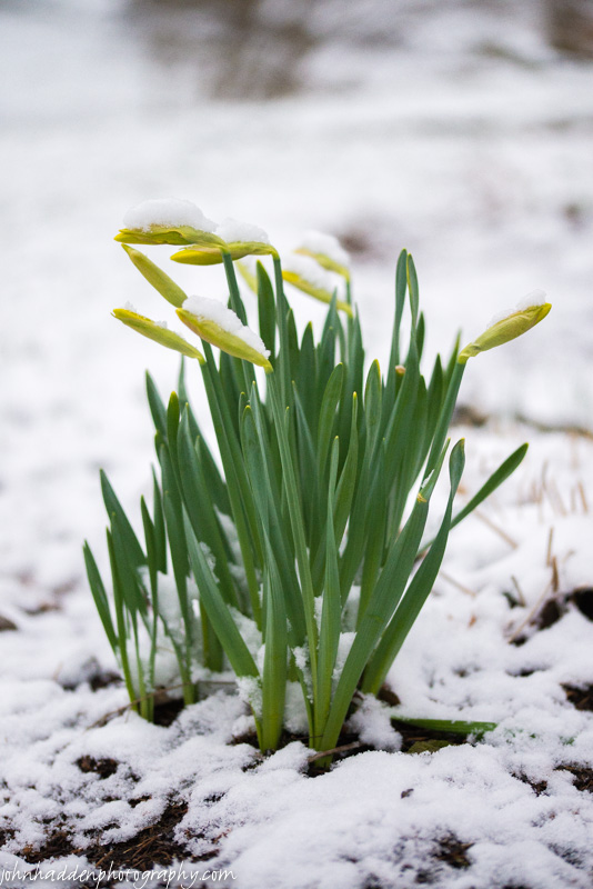 This morning's light covering of snow will not deter the daffodils!