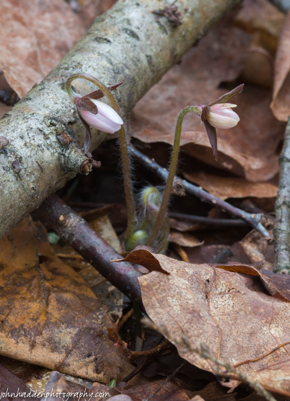 Hepatica blossoms begin to open in the woods behind the house