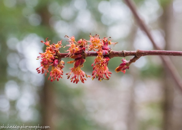 Red maple buds bursting