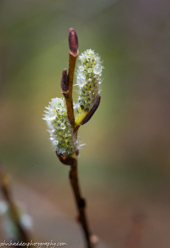 Willow buds popping in by our neighbor's field