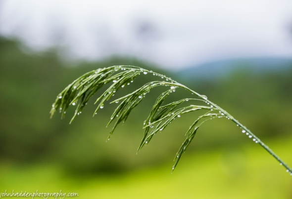 Raindrops cling to fescue seedhead in the front field