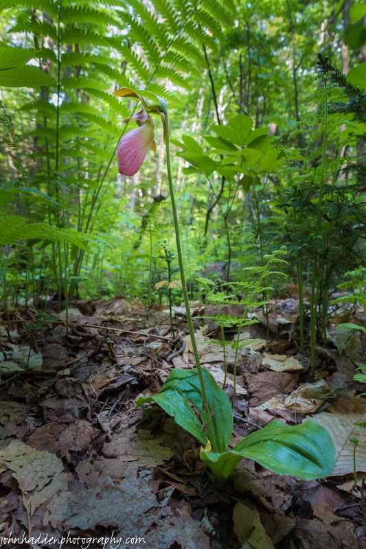 A pink Lady's Slipper along the Mailbox Trail