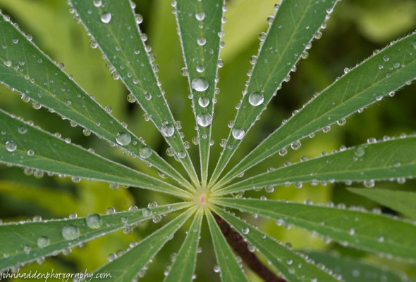 Raindrops bead on lupine leaves by the pond