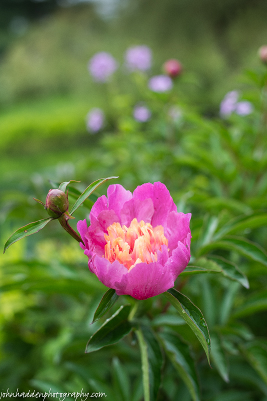 A peonie opens up by the pond