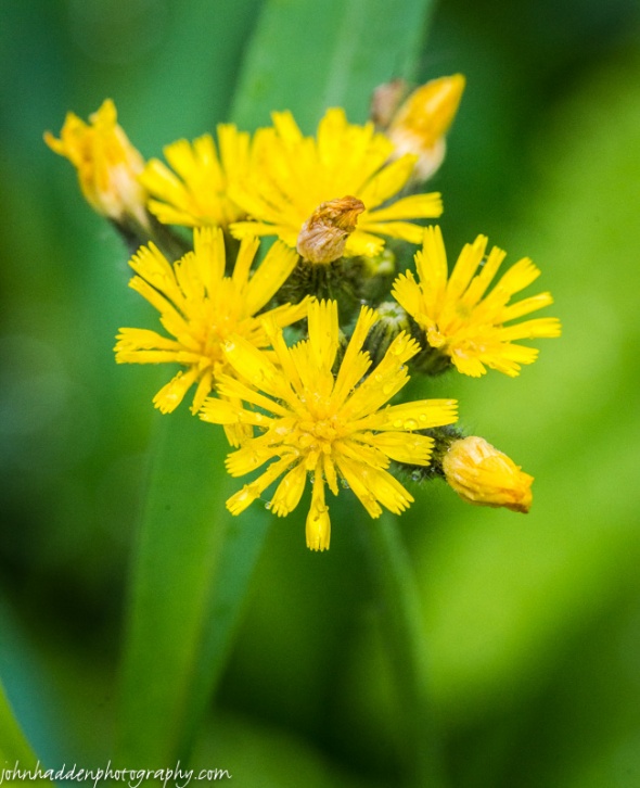 Raindrops cling to yellow hawkweed blooms in the front field.