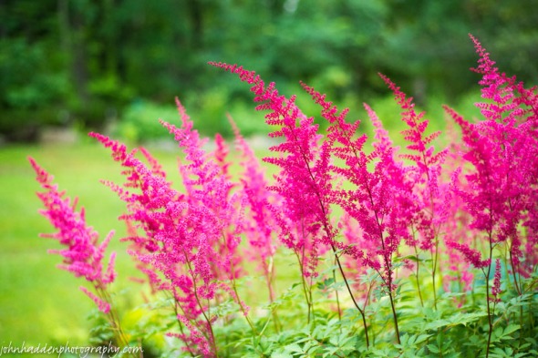 Bright astilbe in our back patio garden