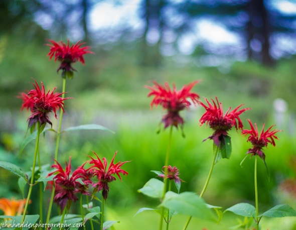 Bee balm blooming in our ornamental garden
